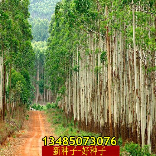 26号桉树种子尾叶巨桉蓝桉杏仁桉澳大利亚大小叶桉速生桉树韦赤桉