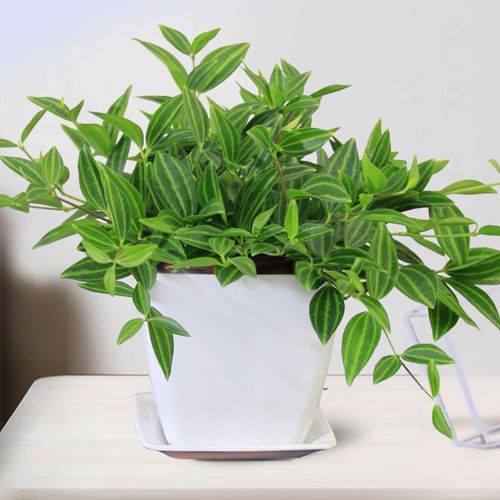 翡翠钻石吊兰盆栽办公室内净化空气四季常青桌面植物去甲醛盆景