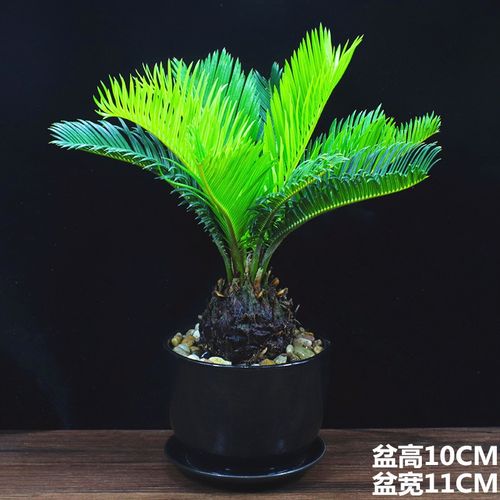 铁树盆栽苏铁盆景办公室内客厅阳台四季常青好养庭i院植物桌面绿l