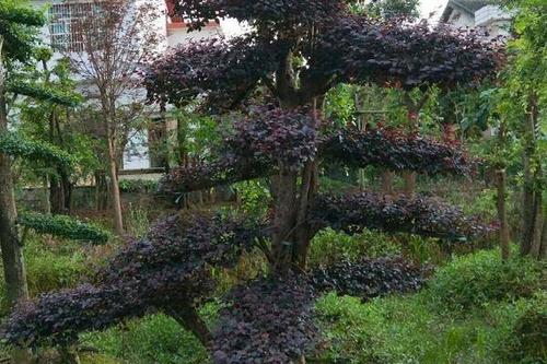 0/棵 造型红继木桩 造型红继木