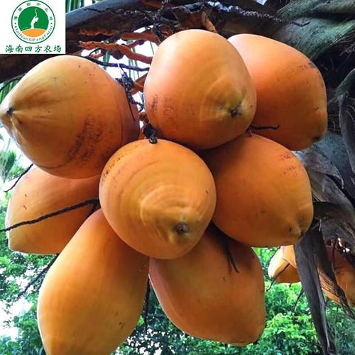 海南带皮红椰孕妇补羊水金椰当季热带水果天然整箱黄金椰子新鲜