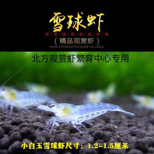 冲量包邮50只观赏虾小雪球虾小白雪公主虾淡水冷水活虾黑壳虾鱼缸