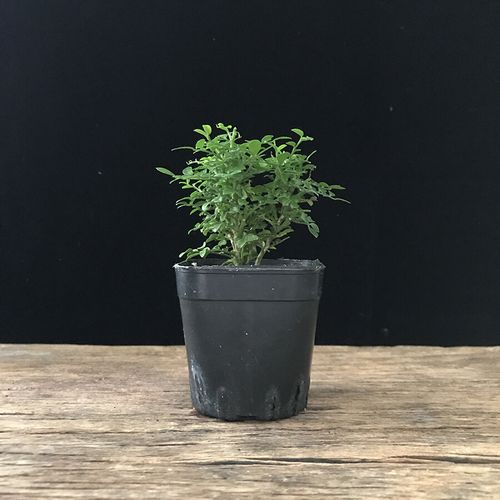 22爆款p网红植物台湾达摩小叶姬九里香迷你大树型小老桩桌面绿植