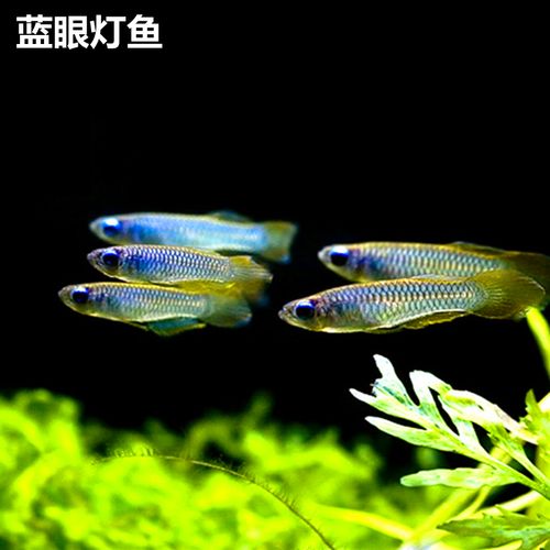 蓝眼灯鱼女王迷你小龙鱼黄金鳉鱼七彩稻田鱼群游热带小型灯鱼淡水