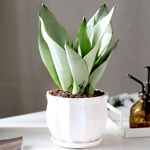 白玉虎皮兰盆栽桌面办公室绿植观叶植物室内花卉净化空气客厅好养