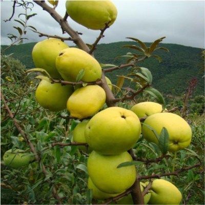 木瓜树苗酸木瓜光皮木瓜木瓜可泡酒可制果脯木瓜海棠酸木瓜果树苗