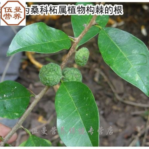 穿破石 中材构棘根 小柘树根 九层皮 山荔枝 新鲜晒干500克
