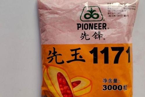 0/袋 先玉1171玉米种子 先玉1171高产玉米种籽种红袖铁杆大棒硬质杂交