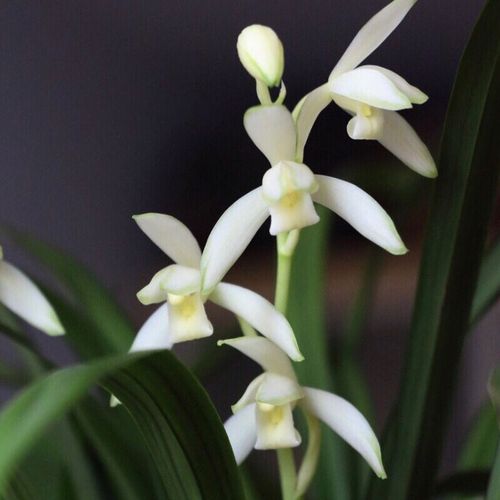 兰花盆栽植物名贵白雪冰心白雪公主不带花苞建兰四季兰浓香苗花卉