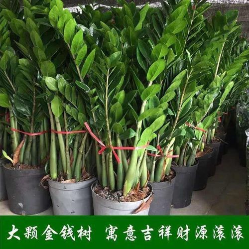 金钱树苗栽植物室内花卉客厅四季常青好养绿植大钱串子招财发财树