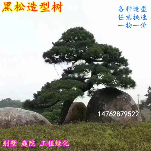 大型精品黑松造型树盆景别墅庭院迎客地景工程绿化男人松四季常青