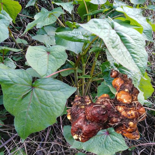 正品贵州金荞麦赤地利野兰荞根苦荞头子荞麦三七野荞麦根500g包见