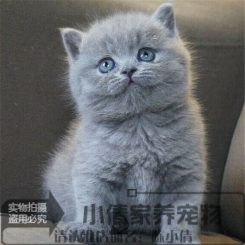 英国短毛猫纯种英短蓝猫幼猫活体英短立耳蓝猫英国短毛猫幼猫q