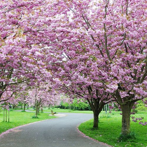 樱花树真树苗庭院大型地栽垂枝樱花盆栽日本种植当年开花卉风景树