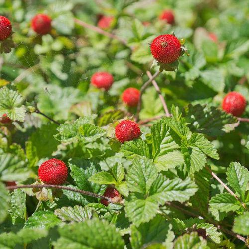 蛇莓种子红色野草莓四季易种阳台园艺花种子观果花籽花海 500粒