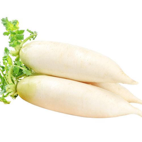 新鲜长白萝卜水果甜脆萝卜生吃当季蔬菜腌菜泡菜罗卜现挖现发 大白
