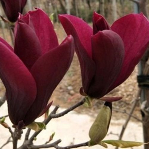黑美人红花墨玉兰花树苗紫玉兰小苗红玉兰白黄玉兰苗嫁接玉兰树苗