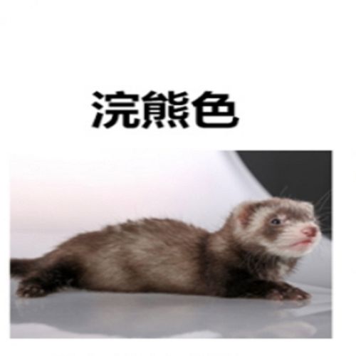 【jd采缇】貂宠物雪貂宠物幼崽宠物活物貂安哥鲁雪貂幼貂宝宝安格鲁貂