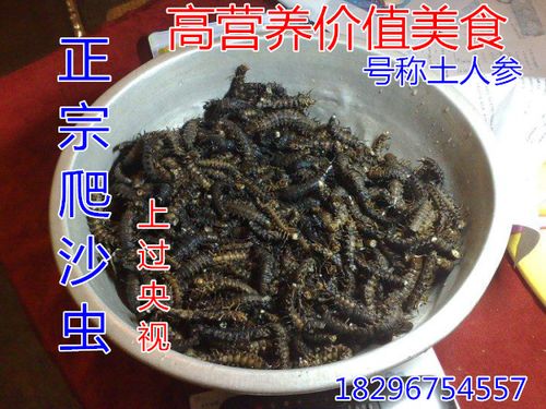 特色营养品爬沙虫 水蜈蚣齿蛉属幼虫土人参动物 爬沙虫美食包邮