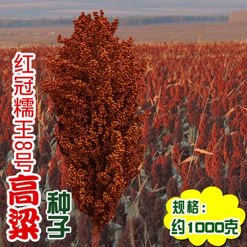 盛优红冠糯冠8号高粱种子 红高粱种籽矮生抗病抗旱酿酒型高粱种子