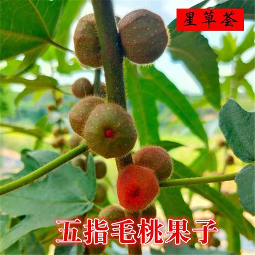 五指毛桃果子新鲜野生野生五指牛奶中药材五爪龙果实250克500克