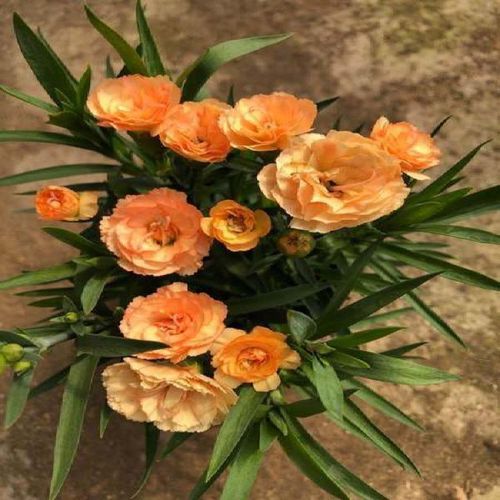 温馨康乃馨橙色带花苞 不含盆肥料