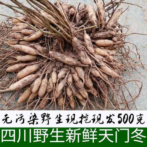 四川野生天冬草泡酒新鲜天门冬中药材天冬500g天然新货大门冬根
