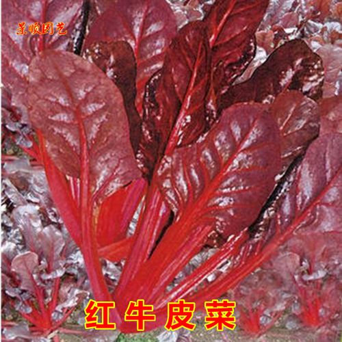 红牛皮菜种子红甜菜根达菜莙荙菜猪乸菜春秋四季播农家蔬菜种孑籽
