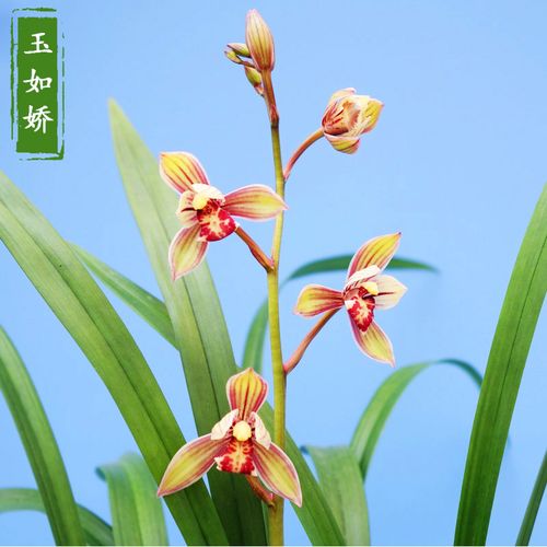 建兰玉如娇四季兰花苗未带花苞室内客厅盆栽植物正品