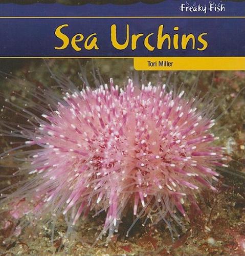 【预售】sea urchins