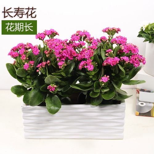 长寿花四季开花植物阳台窗台绿植盆栽花期长易活耐旱不怕晒花好养
