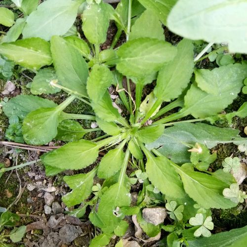 泰顺中草药野生新品七星莲田螺白黄瓜香匍匐堇堇菜地白菜干货250g