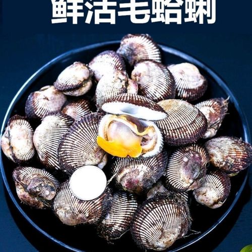 海捕毛蛤毛蚶毛蜆毛贝赤贝血蛤蛤蜊银蚶现捕现发海鲜水产贝类批发