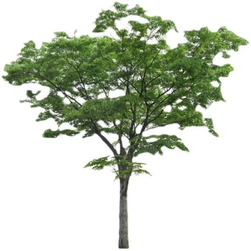 榉树苗绿化苗木庭院室外工程园林榉树大树苗风景树苗大型榉树落叶【6