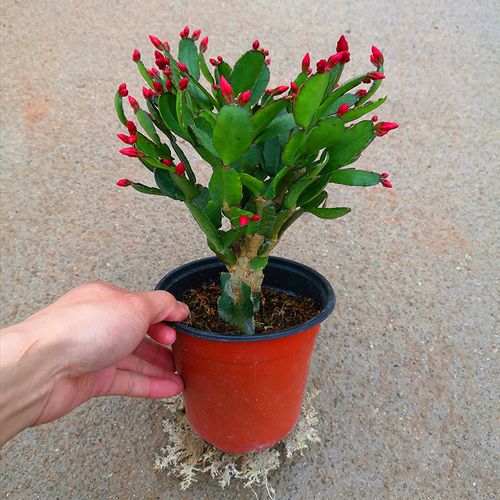 蟹爪兰花卉植物室内花 带花苞多色仙人掌嫁接蟹爪兰进口绿植盆栽