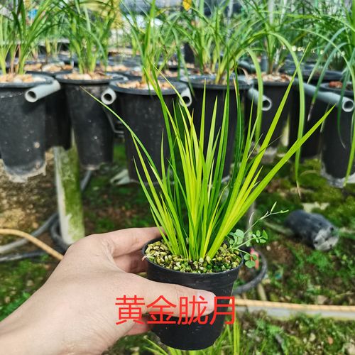 特价正宗黄金胧月水菖蒲草盆景龟池水培附石室内好养易活小盆栽