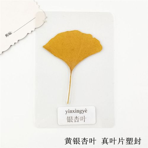 树叶标本植物标本过塑真树叶幼儿园学生认识干花书签带标签 银杏叶