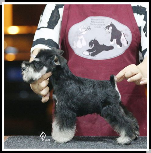【品尚犬舍】宠物级 黑银色迷你雪纳瑞 立耳