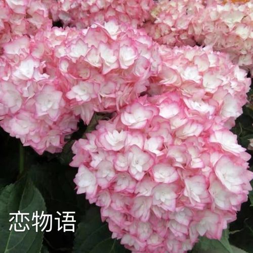新月月季园新品绣球恋物语重瓣大花绣球直立庭院阳台盆栽花苗花园