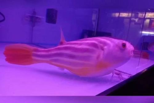 斑马狗头潜水艇河豚观赏鱼热带鱼宠物水族活体水财神(water richer)