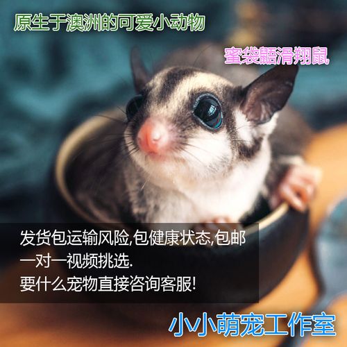 澳洲蜜袋鼯活体蜜袋鼬活物幼崽白脸马赛克宝宝网红小宠物滑翔袋鼠