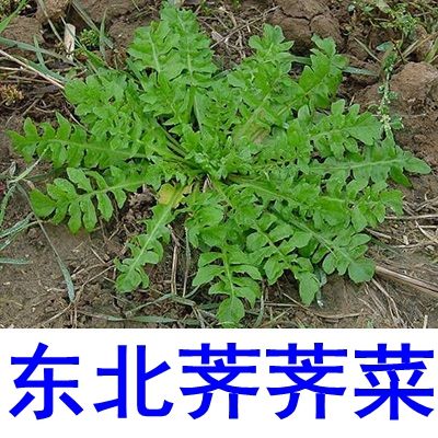 野生荠菜种子 东北林区山野菜阳台庭院种植 养生野味包馅蘸酱菜籽