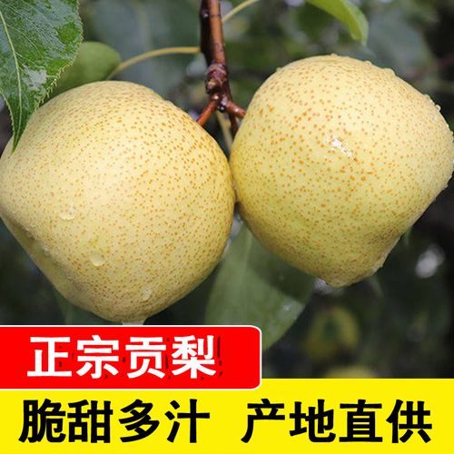 10斤梨子新鲜水果包邮山西 贡山梨  整箱当季现摘
