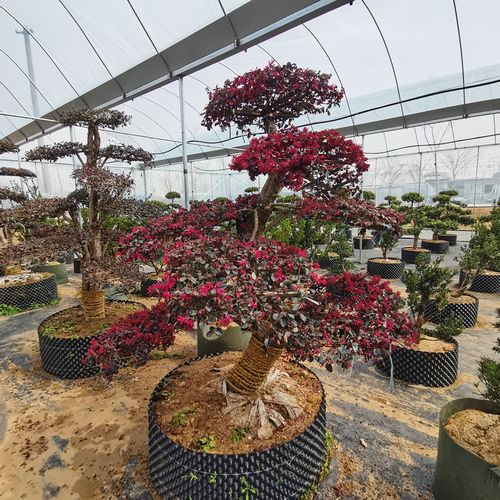 红花檵木老桩盆景 红花继木桩 造型大树观花室内外盆景风景树盆栽
