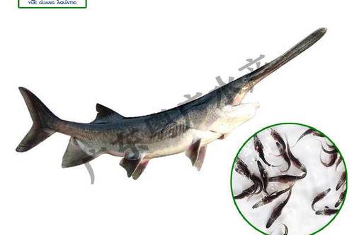 8/尾 优质鸭嘴鱼苗 驯化吃料 基地直发 全国可到