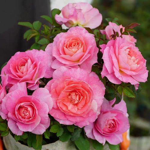 海神王月季花苗玫瑰花盆栽多季开玫瑰观植物