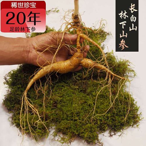 正品20年足龄林下参长白山野山参新鲜林下参移山参东北特产人参礼
