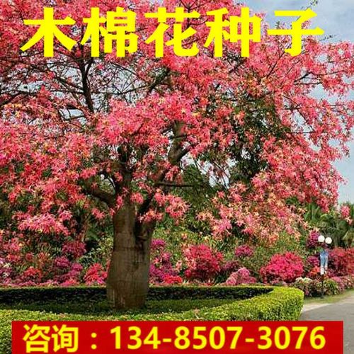 美丽异木棉种子木棉花攀枝花木棉树种子大肚大腹木棉籽红木棉树种 红