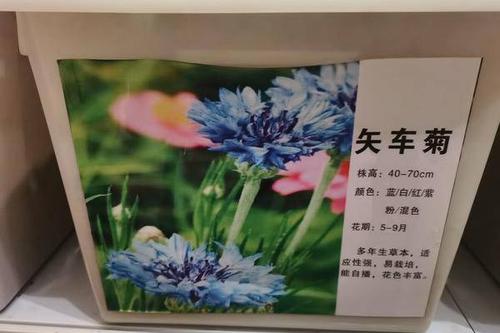 0/斤  矢车菊种子