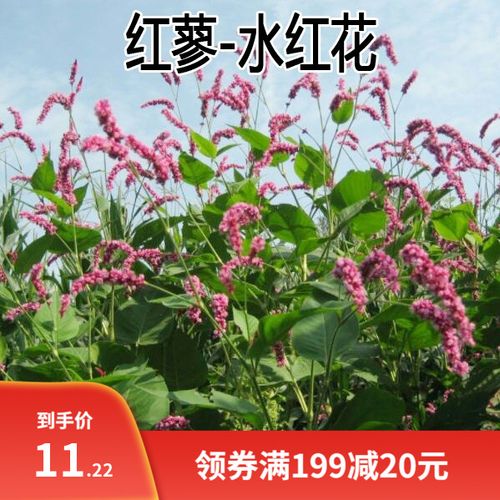 水红花种子 蓼实子药材种子 四季播种 当季新籽 水荭草子红蓼种子